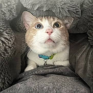Milo is registered to the contest to win money with this photo: cat, heterochromia, wide_eyes, fluffy_blanket, cozy, indoor, pet, curious, pink_nose, collar, bell, white_fur, orange_fur, close_up, cute, resting, warm, texture, soft, snug