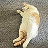 cat, feline, pet, lying_down, relaxed, fluffy, white, orange, carpet, indoor, animal, cute, paws, fur, sleepy, domestic, cozy, resting, closeup, whiskers