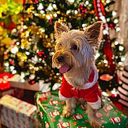 Kylo joined the competition — help win amazing prizes! dog, small_dog, christmas_tree, christmas_lights, gift_box, holiday, festive, red_clothing, pet, indoors, decorations, celebration, cute, tongue_out, fur, holiday_season, wrapped_presents, christmas, festive_clothing, happy