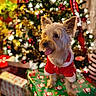 dog, small_dog, christmas_tree, christmas_lights, gift_box, holiday, festive, red_clothing, pet, indoors, decorations, celebration, cute, tongue_out, fur, holiday_season, wrapped_presents, christmas, festive_clothing, happy