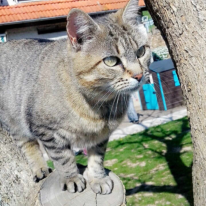 Tchoupette