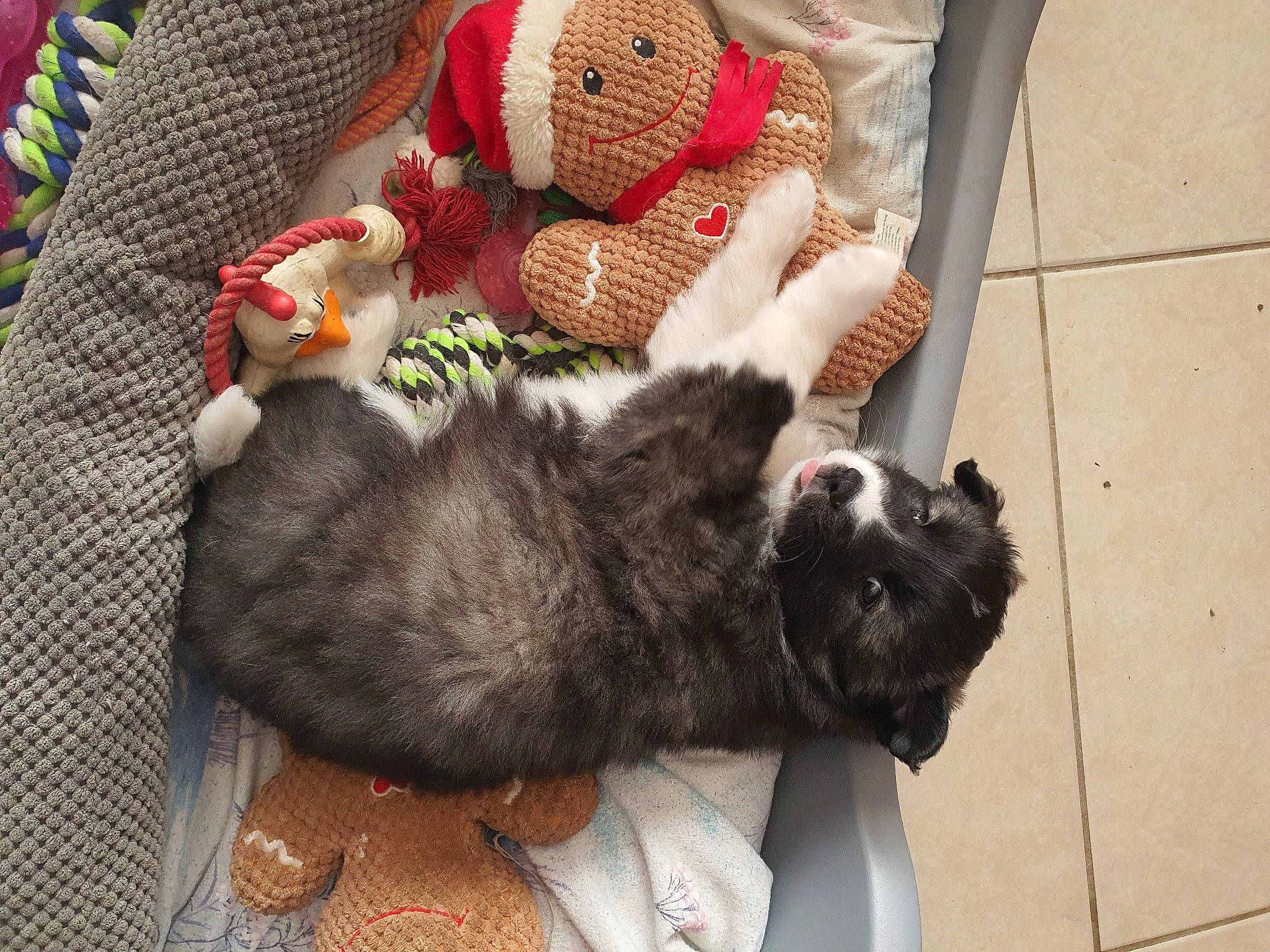 Sky a rejoint le concours — aidez-le/la à gagner de superbes lots ! carmine, carnivore, cat, comfort, companion_dog, domestic_short_haired_cat, fawn, felidae, fur, lap, linens, pattern, plush, small_to_medium_sized_cats, stuffed_toy, tail, toy, whiskers, wool, woolen