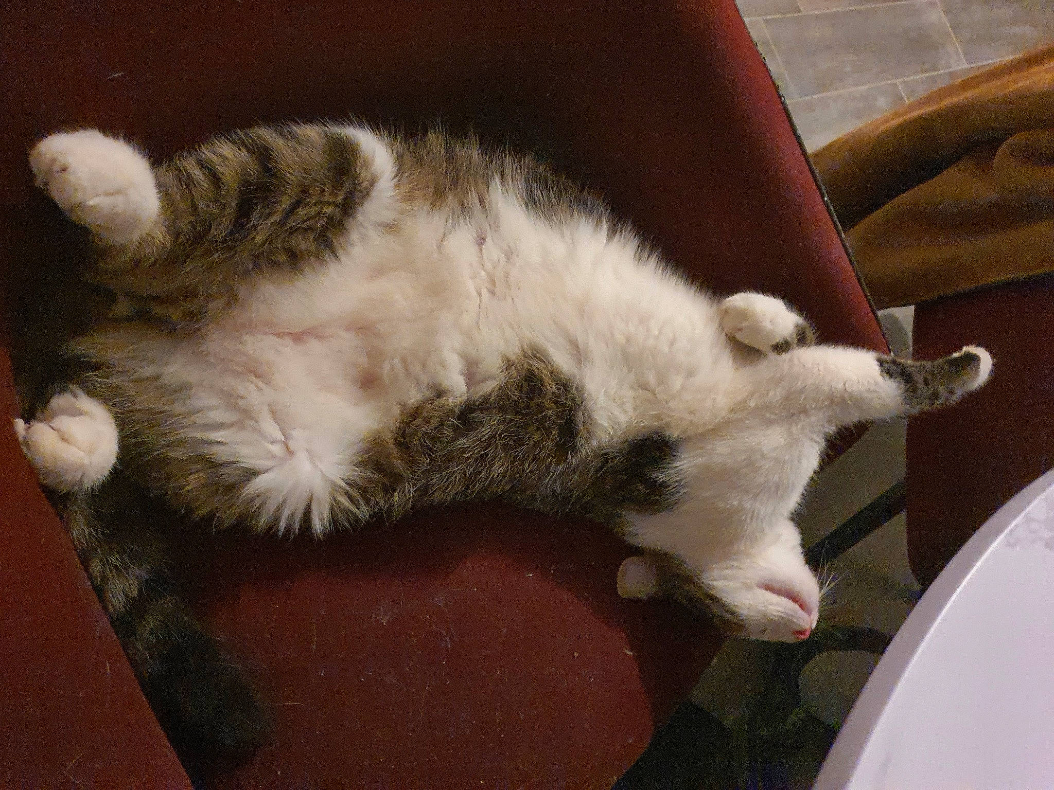 Nyx participe au concours pour gagner de l'argent avec cette photo : carnivore, cat, claw, comfort, couch, domestic_short_haired_cat, ear, felidae, foot, fur, hardwood, human_leg, lap, nap, paw, sleep, small_to_medium_sized_cats, tail, whiskers, wood