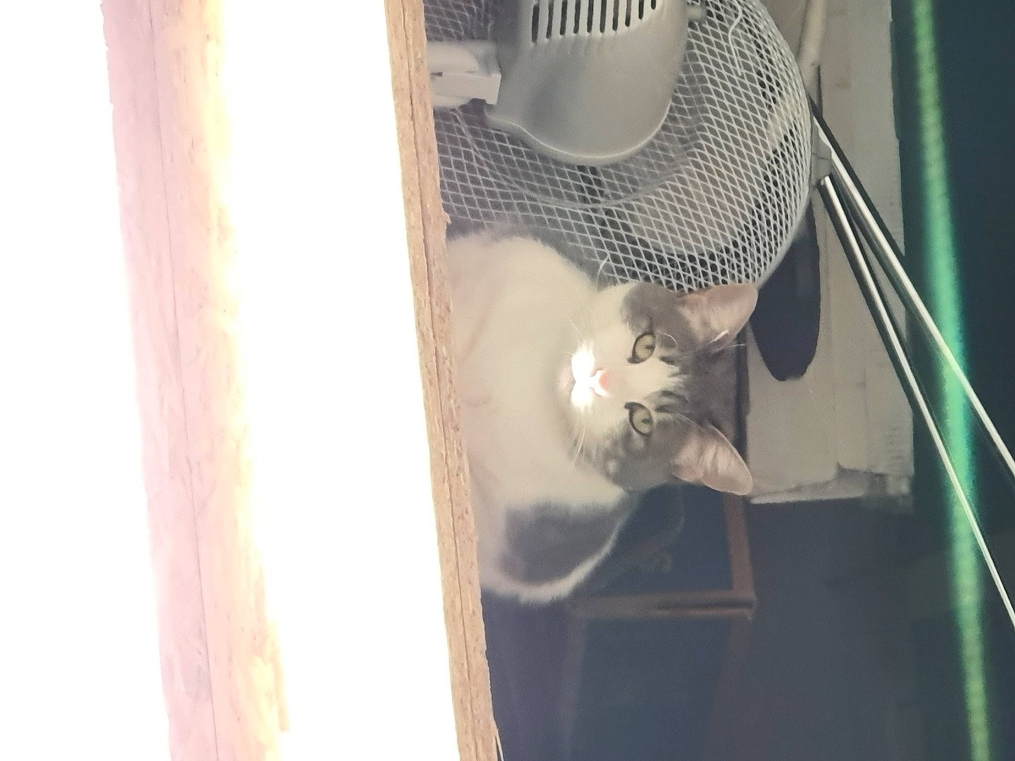 Caela participe au concours pour gagner de l'argent avec cette photo : animal_shelter, cage, carnivore, cat, cat_supply, domestic_short_haired_cat, fawn, felidae, fur, hardwood, hat, mesh, pet_supply, small_to_medium_sized_cats, stairs, tail, whiskers, window, wire, wood