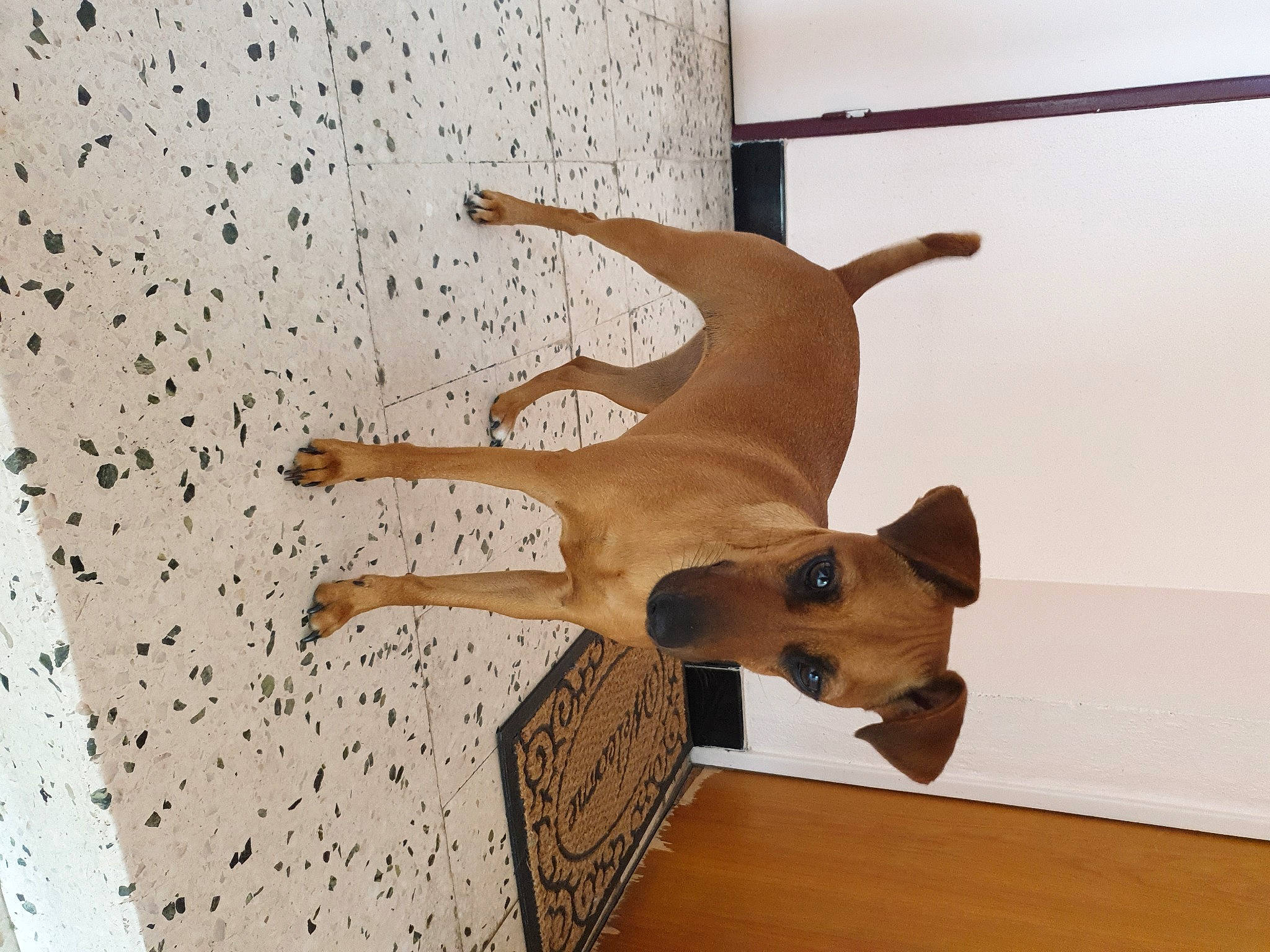 Ginger a rejoint le concours — aidez-le/la à gagner de superbes lots ! art, canidae, carnivore, companion_dog, creative_arts, dog, dog_breed, fawn, flooring, hardwood, pet_supply, plywood, room, snout, sporting_group, tail, terrestrial_animal, toy_dog, wood, working_animal