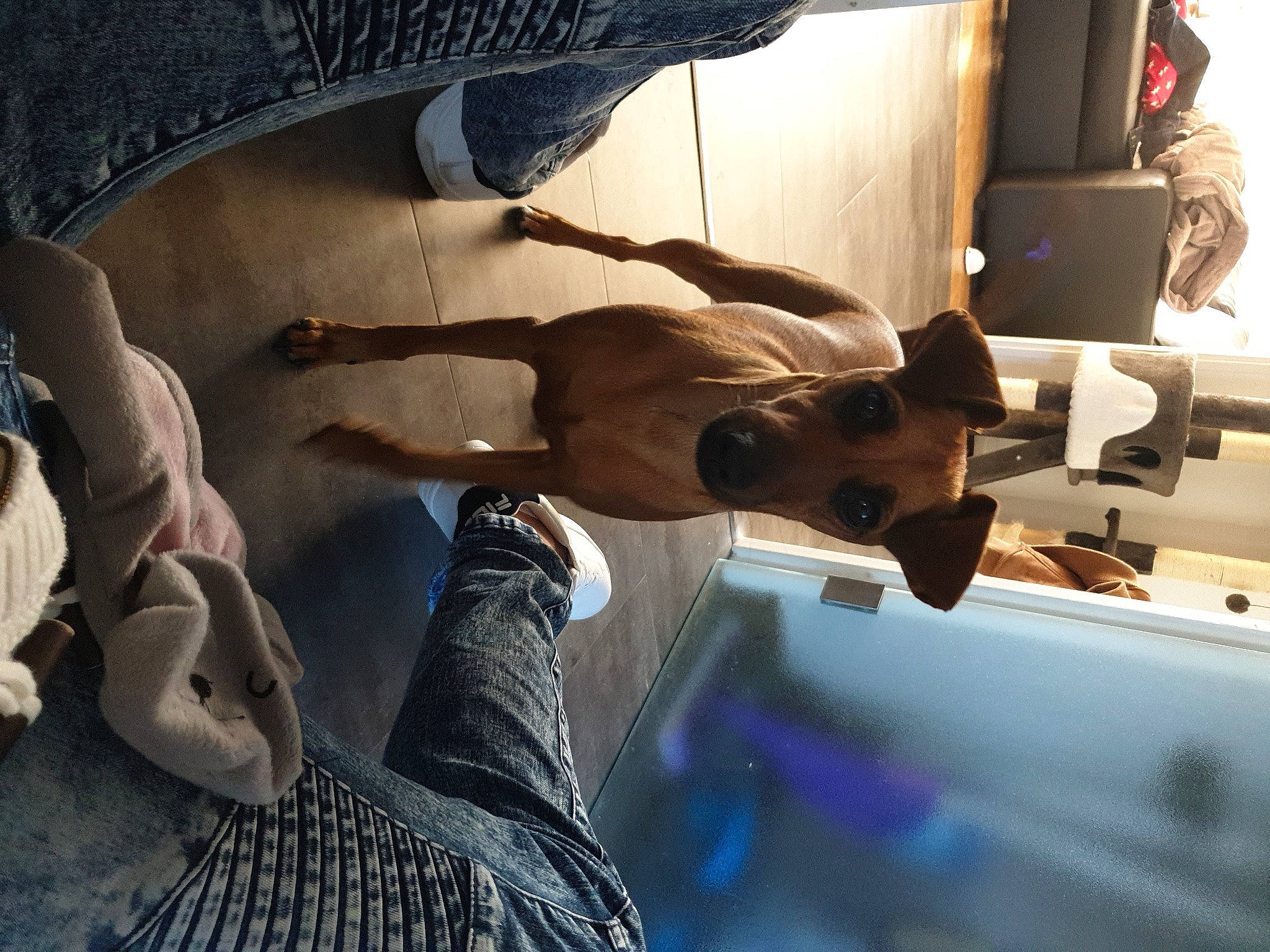 Ginger a rejoint le concours — aidez-le/la à gagner de superbes lots ! auto_part, canidae, carnivore, companion_dog, dog, dog_breed, elbow, eyewear, fawn, fun, gesture, human_leg, knee, recreation, selfie, snout, street_fashion, vehicle_door, working_animal, wrist