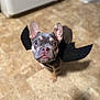 dog, puppy, french_bulldog, bat_wings, costume, pet, indoor, kitchen, floor, tile_floor, looking_up, cute, small_dog, animal, ears, brown, black, pink_nose, young, adorable