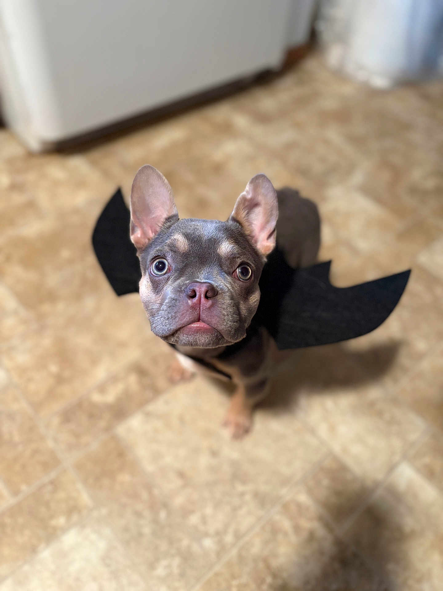 Nova