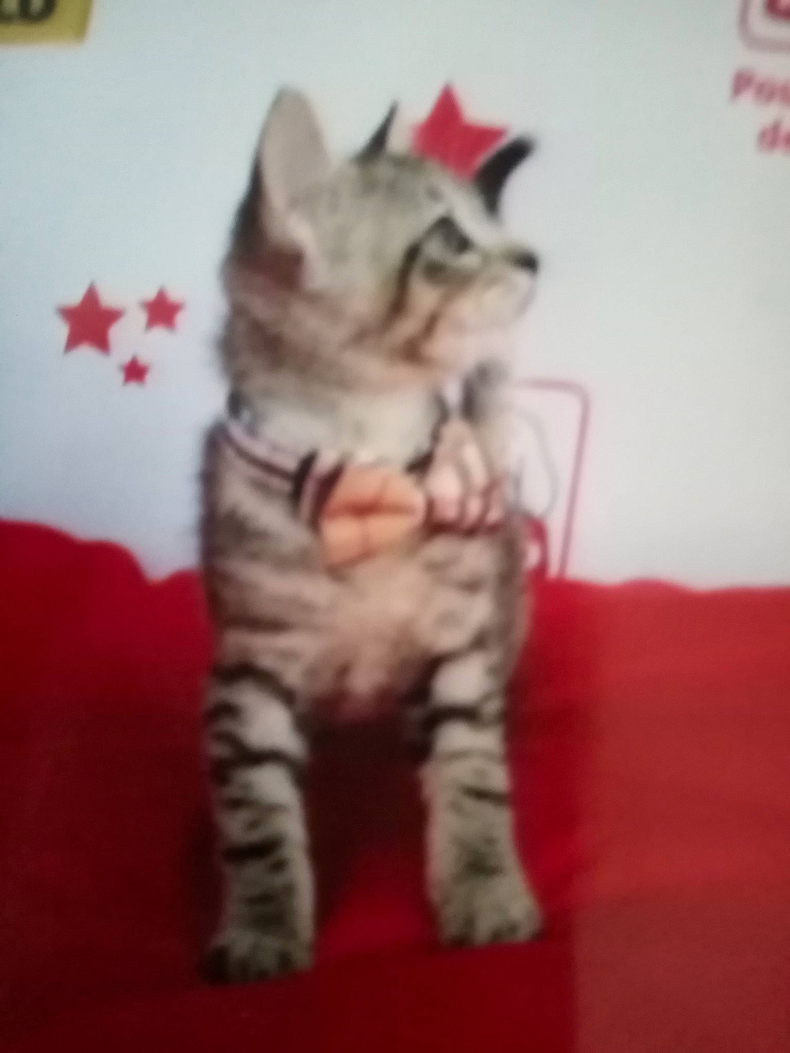 Amnesia a rejoint le concours — aidez-le/la à gagner de superbes lots ! american_shorthair, american_wirehair, asian, california_spangled, carnivore, cat, domestic_short_haired_cat, dragon_li, egyptian_mau, european_shorthair, felidae, kitten, mammal, pixie_bob, siberian, small_to_medium_sized_cats, tabby_cat, tail, vertebrate, whiskers