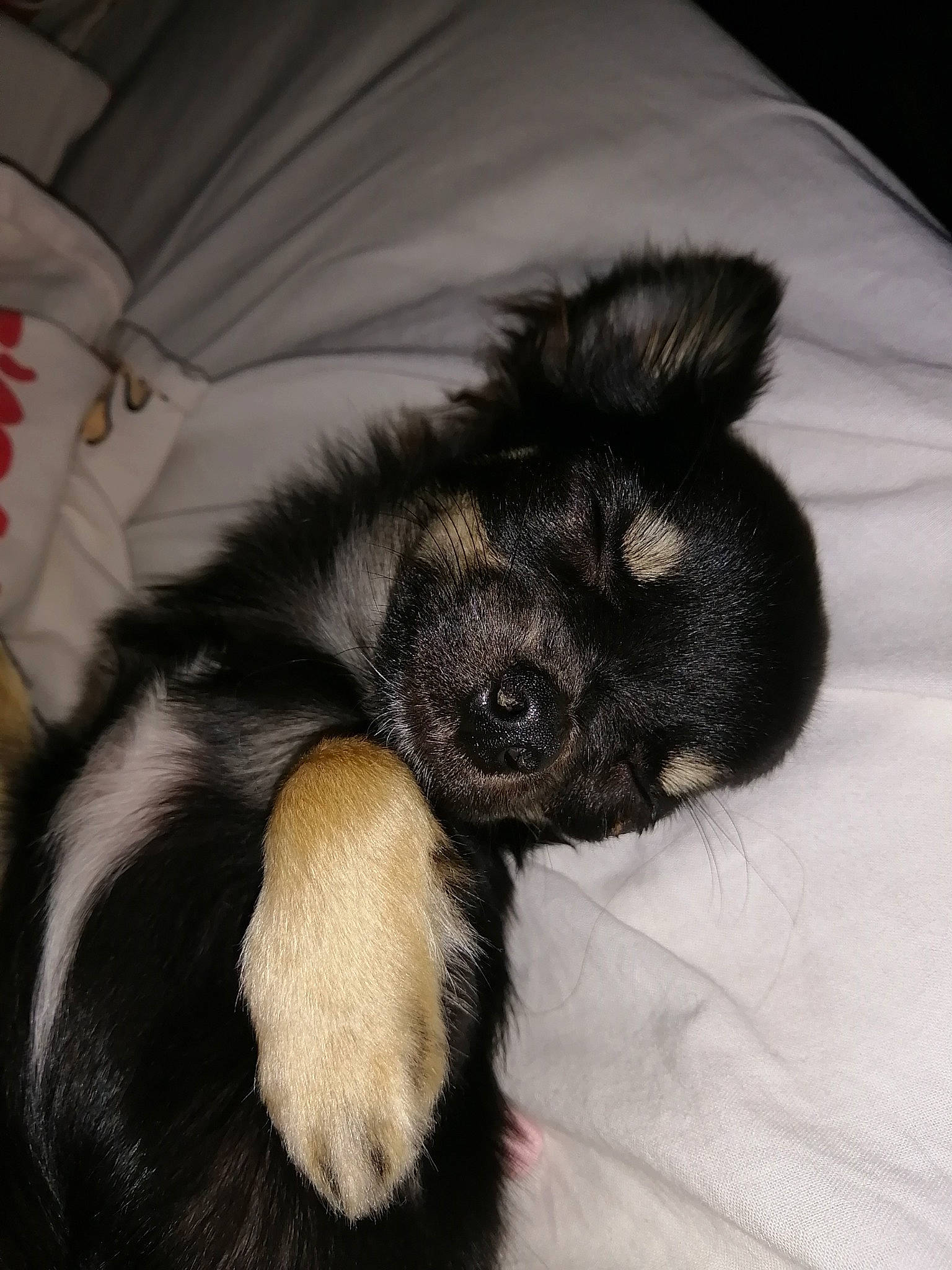 Oreo a rejoint le concours — aidez-le/la à gagner de superbes lots ! carnivore, claw, comfort, companion_dog, dog, dog_breed, ear, foot, fur, liver, paw, snout, sporting_group, tail, terrestrial_animal, toy_dog, whiskers, working_animal