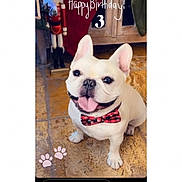 Parker joined the competition — help win amazing prizes! animal, birthday, bow_tie, celebration, closeup, companion, cute, decorations, dog, floor, french_bulldog, happy, indoor, paw_prints, pet, pet_accessory, portrait, smiling, tile_floor, tongue_out