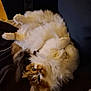 cat, fluffy, upside_down, couch, indoor, pet, relaxed, furry, resting, cozy, animal, whiskers, paws, sleepy, domestic, cute, fur, home, comfortable, lazy