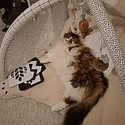 Lilo a rejoint le concours — aidez-le/la à gagner de superbes lots ! cat, fluffy, baby_play_mat, toy, hanging_toy, black_and_white_cards, carpet, indoor, cozy, relaxed, fur, pet, animal, cute, lying_down, home, floor, plush, resting, calm