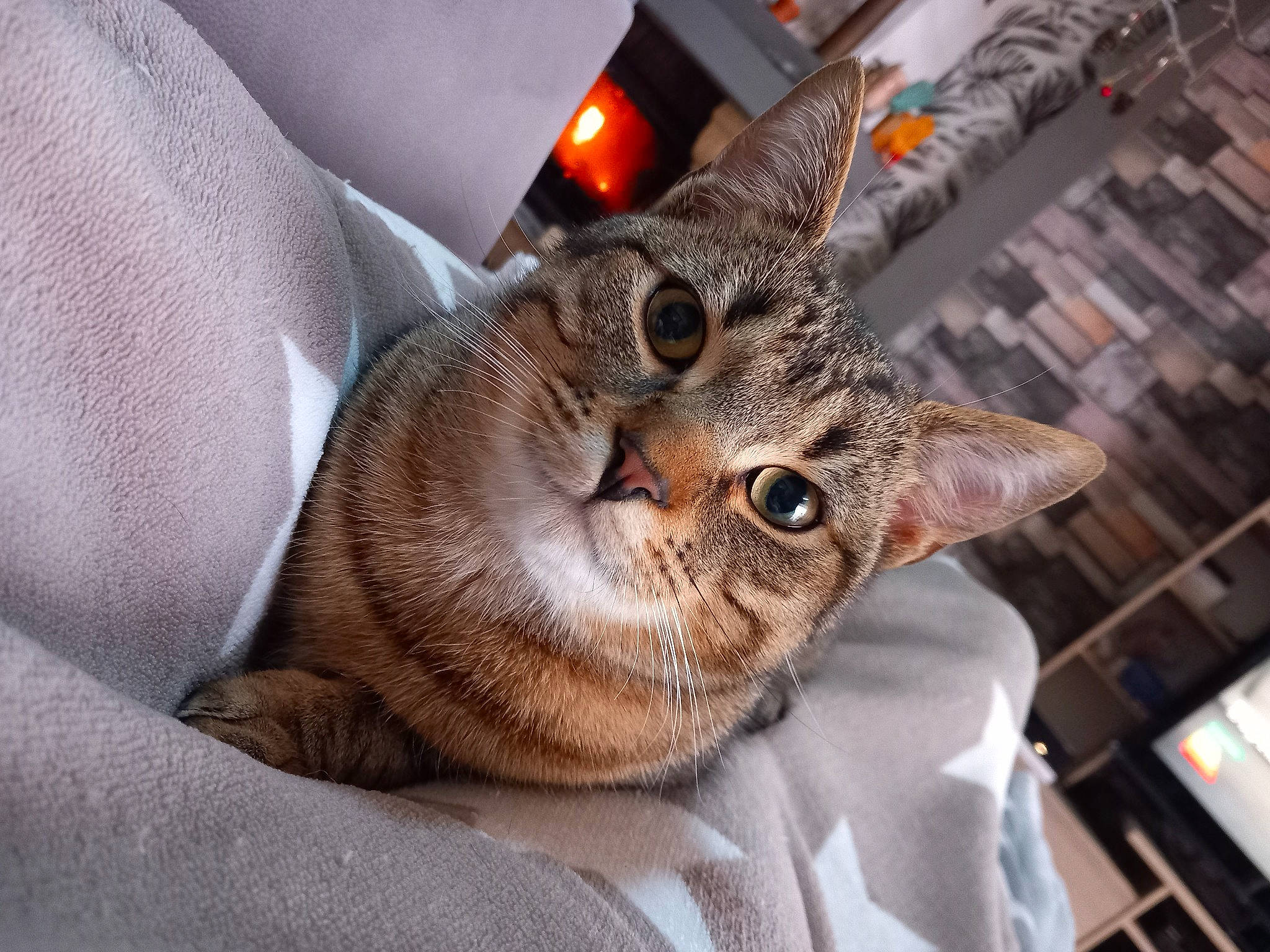 Newton a rejoint le concours — aidez-le/la à gagner de superbes lots ! carnivore, cat, claw, comfort, couch, domestic_short_haired_cat, ear, fawn, felidae, fur, linens, nap, paw, small_to_medium_sized_cats, snout, tail, terrestrial_animal, whiskers, window, wood