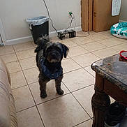 Tyrion is registered to the contest to win money with this photo: black_dog, blue_harness, cardboard_boxes, cat_bed, cord, curious, dog, floor, furniture, home, indoor, pet_bowls, shoe, small_dog, sofa, standing, table, tiled_floor, trash_can, wall