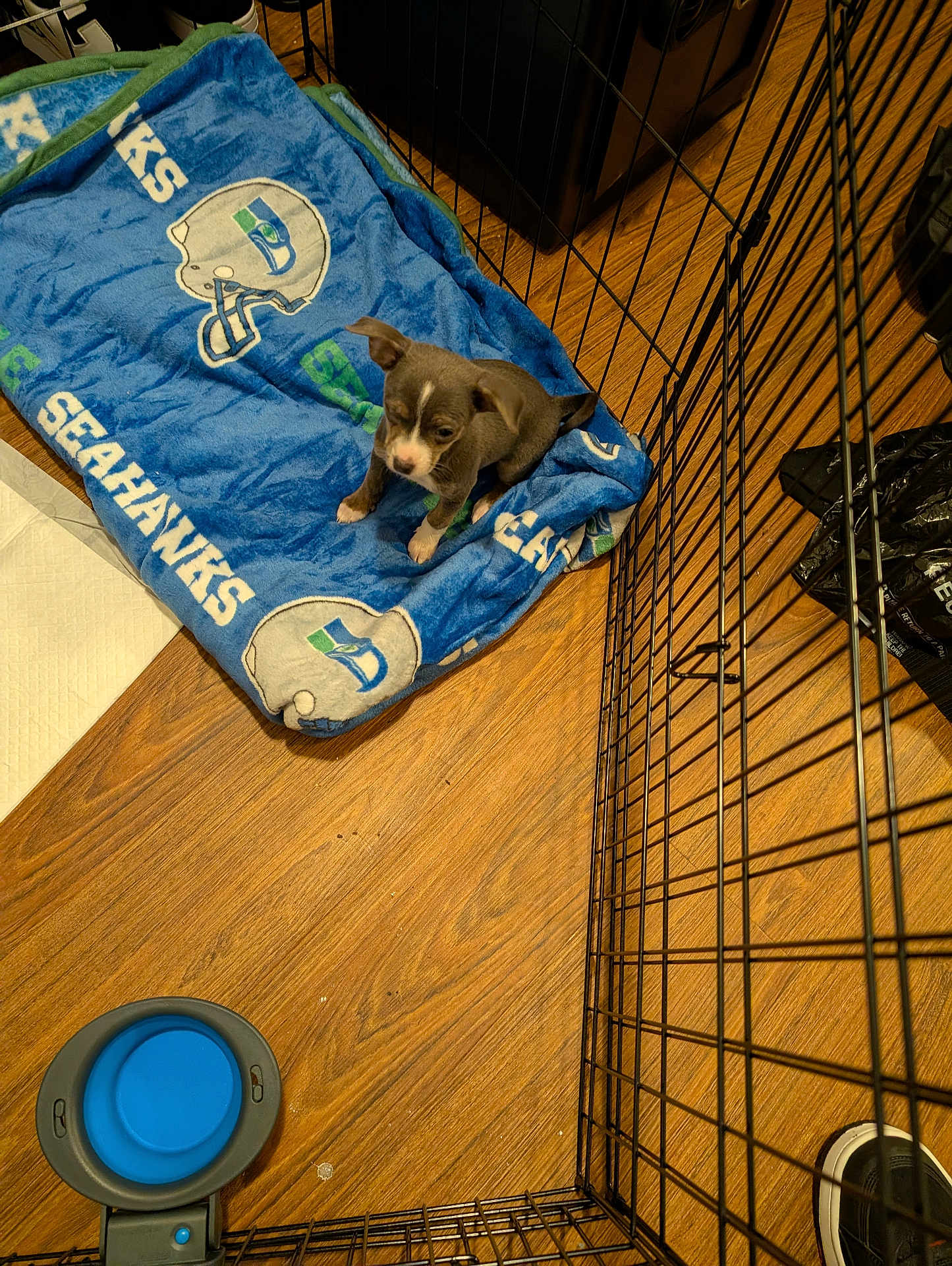 Molly joined the competition — help win amazing prizes! puppy, dog, blanket, blue, seahawks, playpen, metal, floor, wooden, water_bowl, pet, indoor, small, cute, animal, young, domestic, fur, ears, sitting