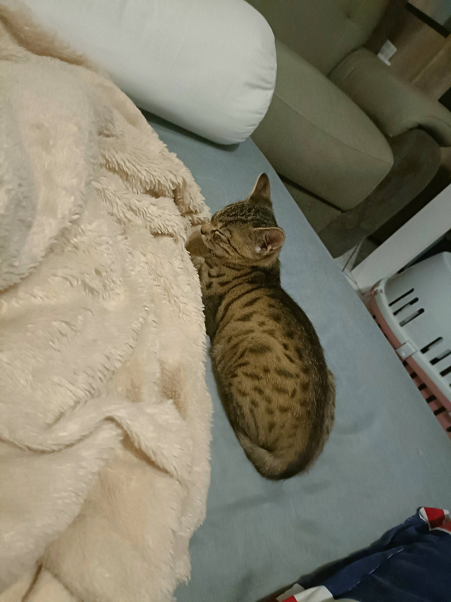 Aaron a rejoint le concours — aidez-le/la à gagner de superbes lots ! armrest, bed, bed_sheet, bedding, car_seat, carnivore, cat, comfort, domestic_short_haired_cat, felidae, flooring, fur, grey, linens, room, small_to_medium_sized_cats, tail, terrestrial_animal, whiskers, wood