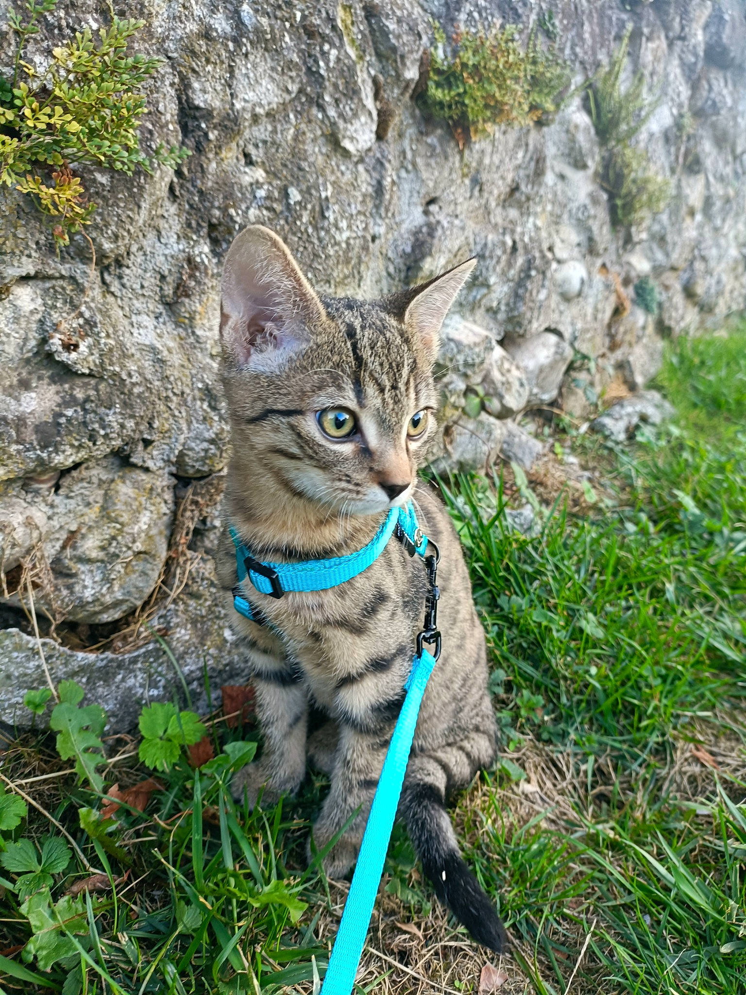 Aaron participe au concours pour gagner de l'argent avec cette photo : bedrock, carnivore, cat, domestic_short_haired_cat, electric_blue, eye, fawn, felidae, fur, grass, groundcover, plant, small_to_medium_sized_cats, snout, tail, terrestrial_animal, tree, whiskers, wildlife