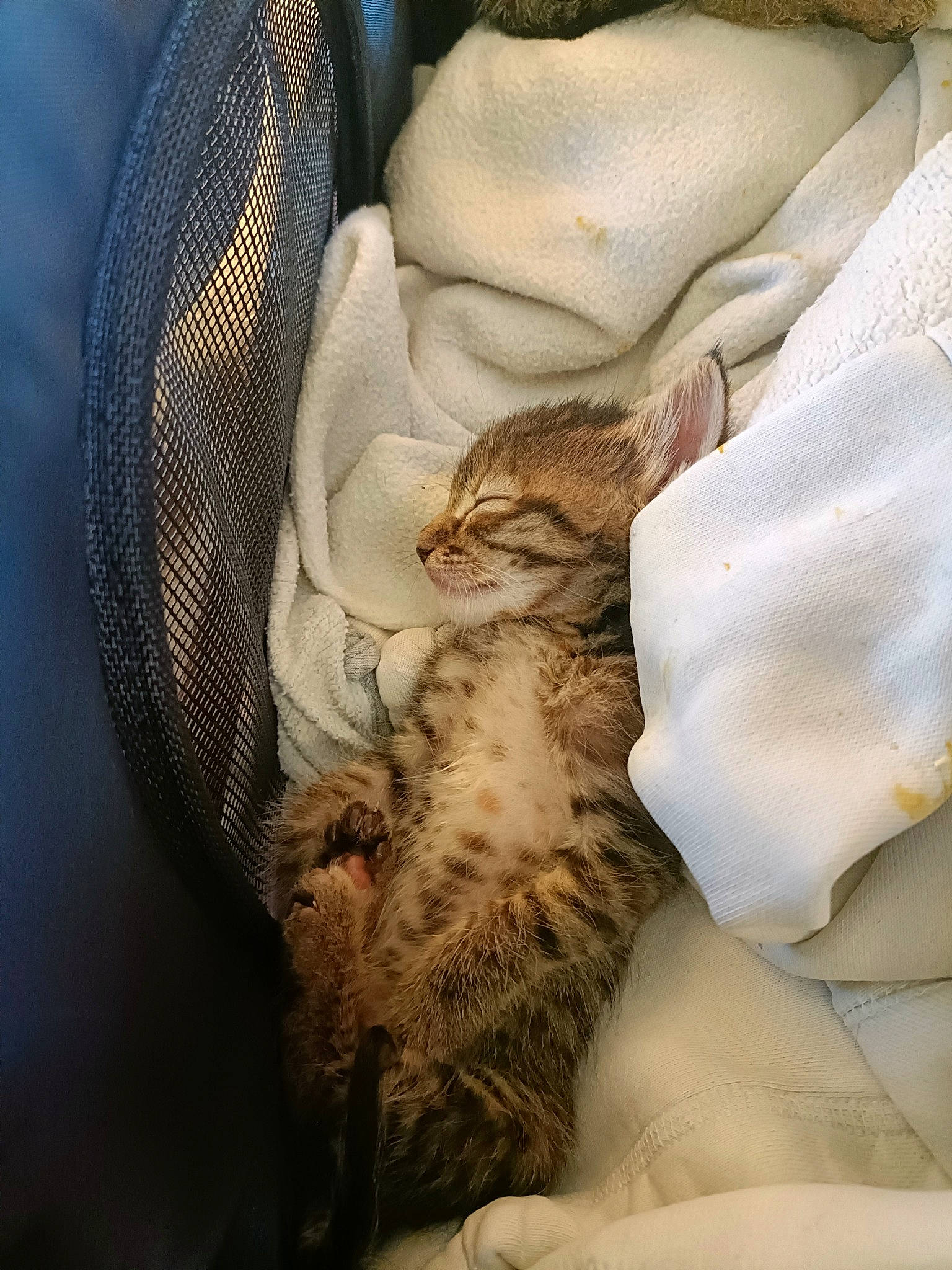 Aaron a rejoint le concours — aidez-le/la à gagner de superbes lots ! carnivore, cat, cat_bed, claw, comfort, domestic_short_haired_cat, fawn, felidae, fur, grey, linens, nap, pattern, paw, sleep, small_to_medium_sized_cats, tail, textile, whiskers, wildlife