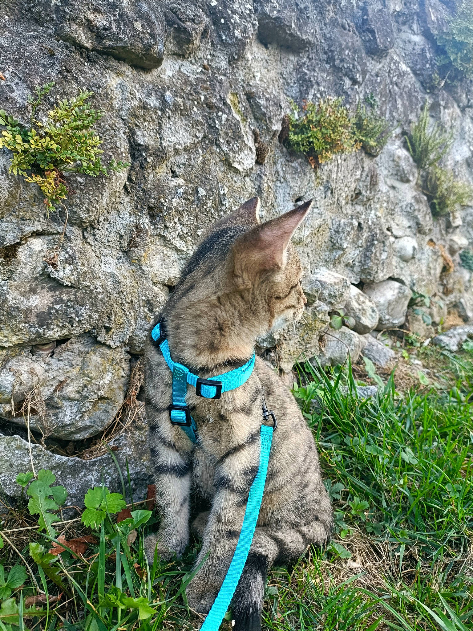 Aaron a rejoint le concours — aidez-le/la à gagner de superbes lots ! bedrock, canidae, carnivore, cat, collar, dog_breed, electric_blue, fawn, felidae, grass, leash, mountain, outcrop, plant, rock, small_to_medium_sized_cats, snout, sporting_group, tail, whiskers