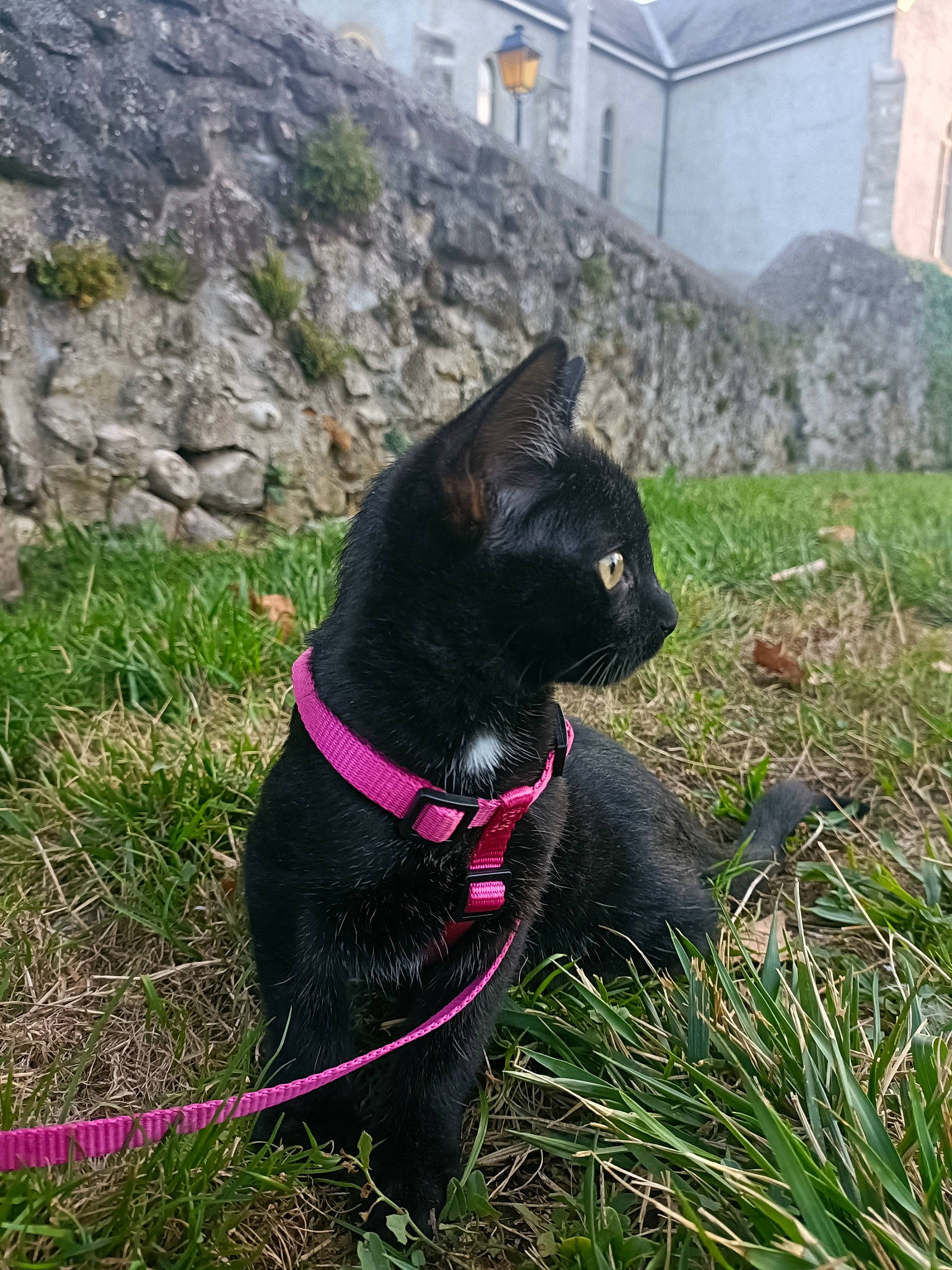 Nala a rejoint le concours — aidez-le/la à gagner de superbes lots ! black_cat, bombay, building, carnivore, cat, collar, dog_breed, dog_collar, domestic_short_haired_cat, felidae, grass, groundcover, pet_supply, plant, small_to_medium_sized_cats, snout, tail, terrestrial_animal, whiskers, window