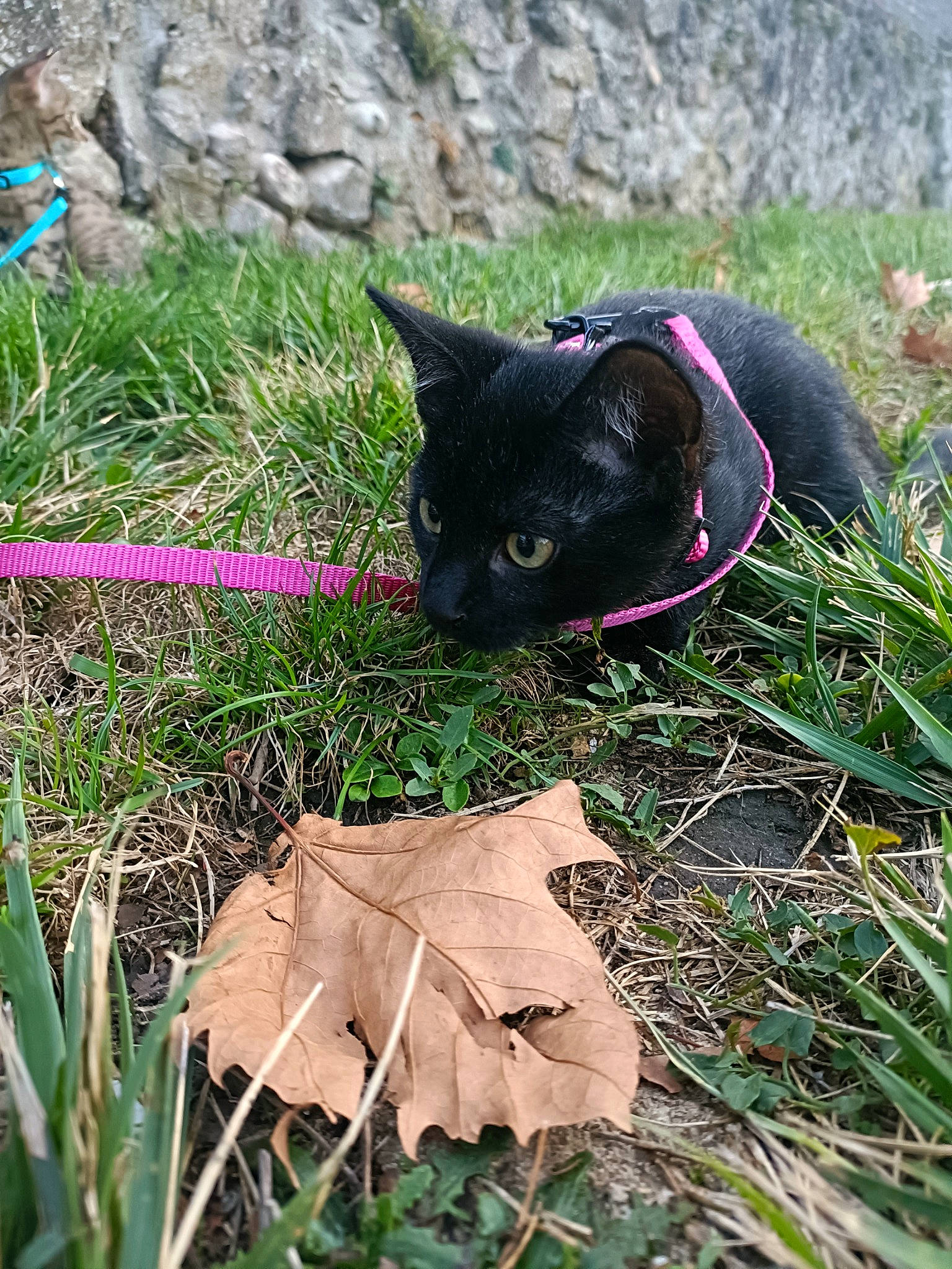 Nala a rejoint le concours — aidez-le/la à gagner de superbes lots ! black_cat, bombay, carnivore, cat, domestic_short_haired_cat, felidae, fur, grass, grass_family, groundcover, magenta, organism, plant, small_to_medium_sized_cats, soil, tail, terrestrial_animal, terrestrial_plant, tints_and_shades, whiskers