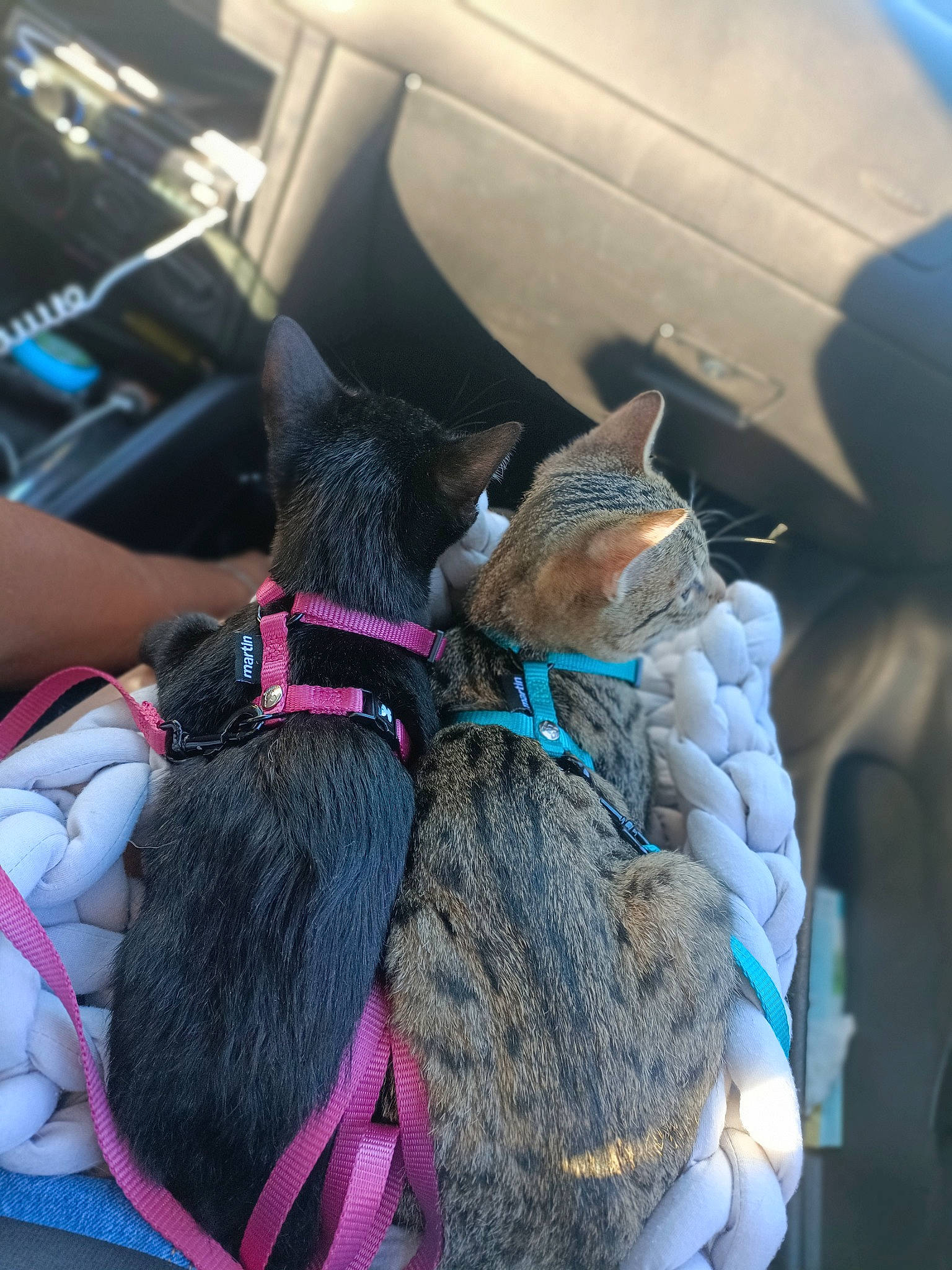 Nala participe au concours pour gagner de l'argent avec cette photo : automotive_tire, bag, carnivore, cat, collar, comfort, companion_dog, dog_breed, dog_collar, electric_blue, fashion_accessory, fawn, felidae, fur, leash, motor_vehicle, small_to_medium_sized_cats, snout, vehicle_door, whiskers