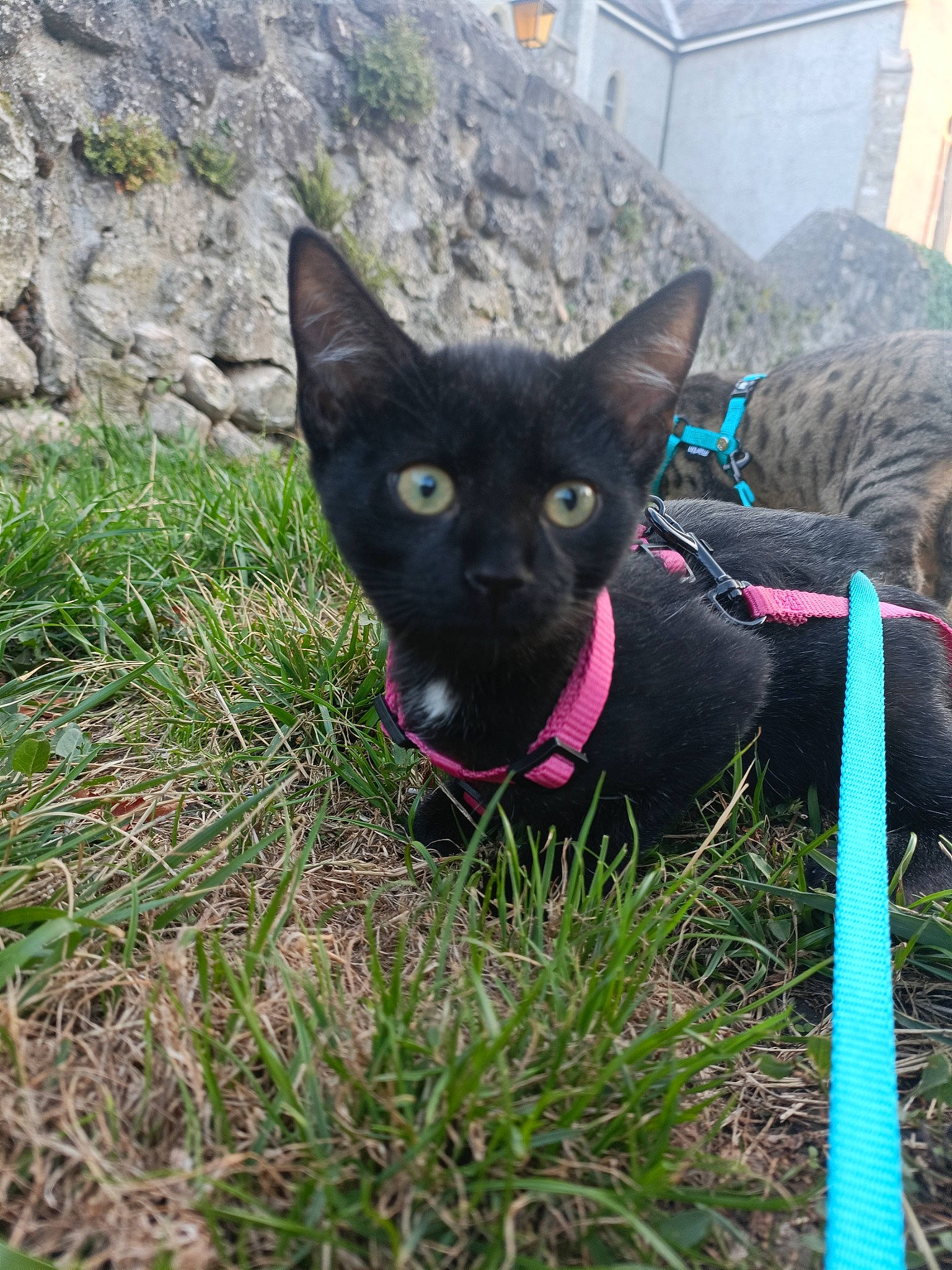 Nala a rejoint le concours — aidez-le/la à gagner de superbes lots ! black_cat, bombay, canidae, carnivore, cat, collar, dog_breed, dog_collar, domestic_short_haired_cat, felidae, grass, pet_supply, plant, small_to_medium_sized_cats, snout, sporting_group, tail, terrestrial_animal, whiskers, working_animal