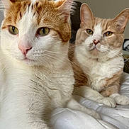 Bobo And Bori is registered to the contest to win money with this photo: cat, cats, feline, pet, pets, animal, animals, whiskers, fur, bed, indoor, closeup, portrait, relaxed, cute, domestic, resting, two, orange_and_white, tabby