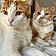 Bobo And Bori