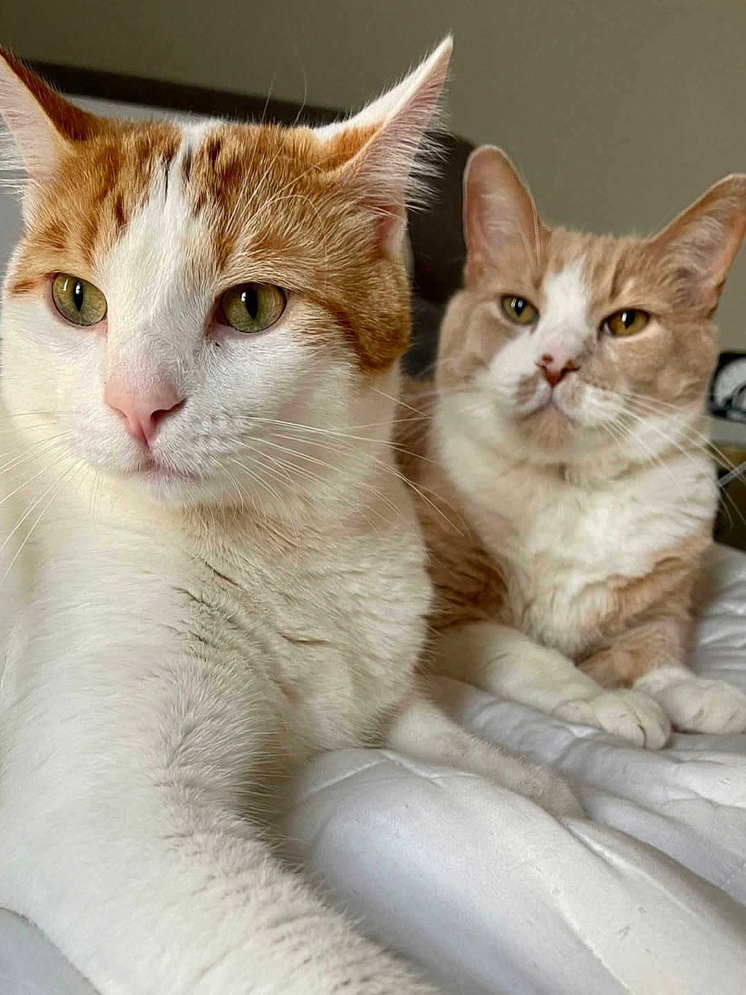 Bobo And Bori