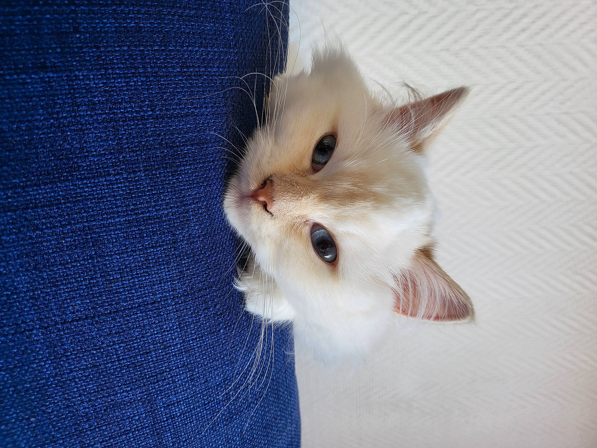 Lily participe au concours pour gagner de l'argent avec cette photo : carnivore, cat, claw, domestic_short_haired_cat, electric_blue, fawn, felidae, fur, pattern, paw, small_to_medium_sized_cats, snout, tail, whiskers, woven_fabric