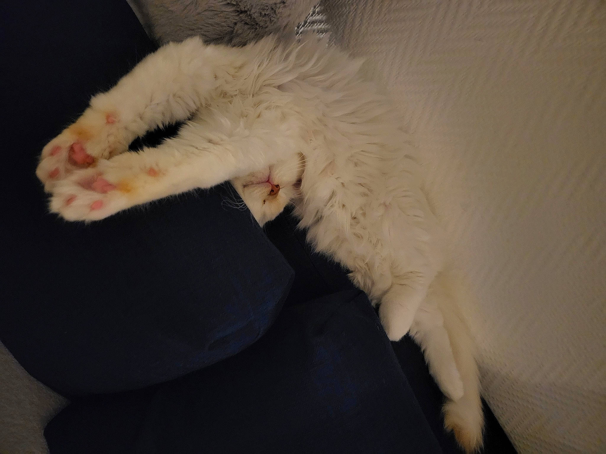 Lily participe au concours pour gagner de l'argent avec cette photo : canidae, carnivore, cat, claw, comfort, dog_breed, fang, felidae, fur, paw, small_to_medium_sized_cats, tail, whiskers