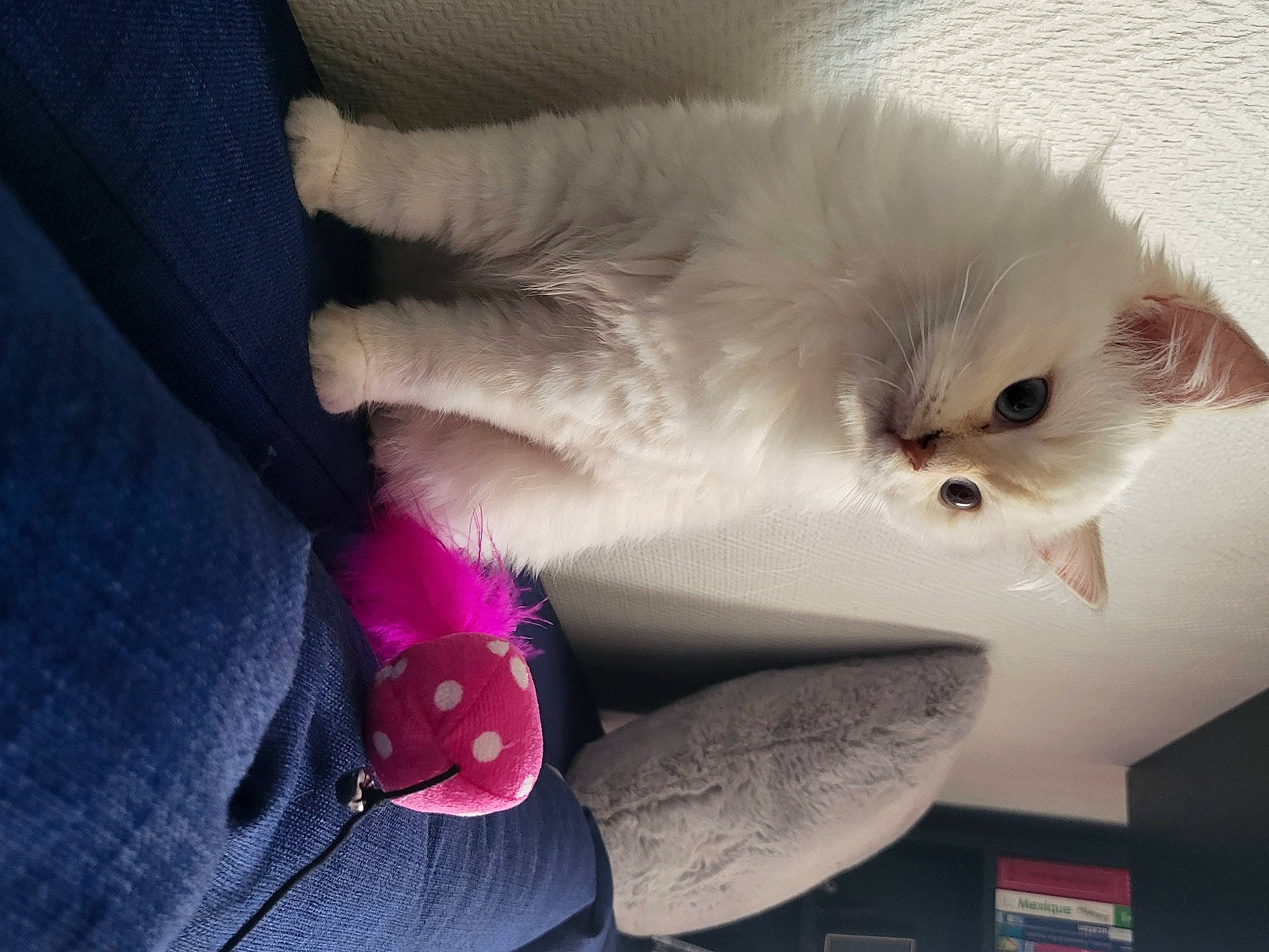 Lily a rejoint le concours — aidez-le/la à gagner de superbes lots ! carmine, carnivore, cat, claw, comfort, domestic_short_haired_cat, fashion_accessory, felidae, foot, fur, magenta, nail, paw, small_to_medium_sized_cats, snout, stuffed_toy, tail, whiskers