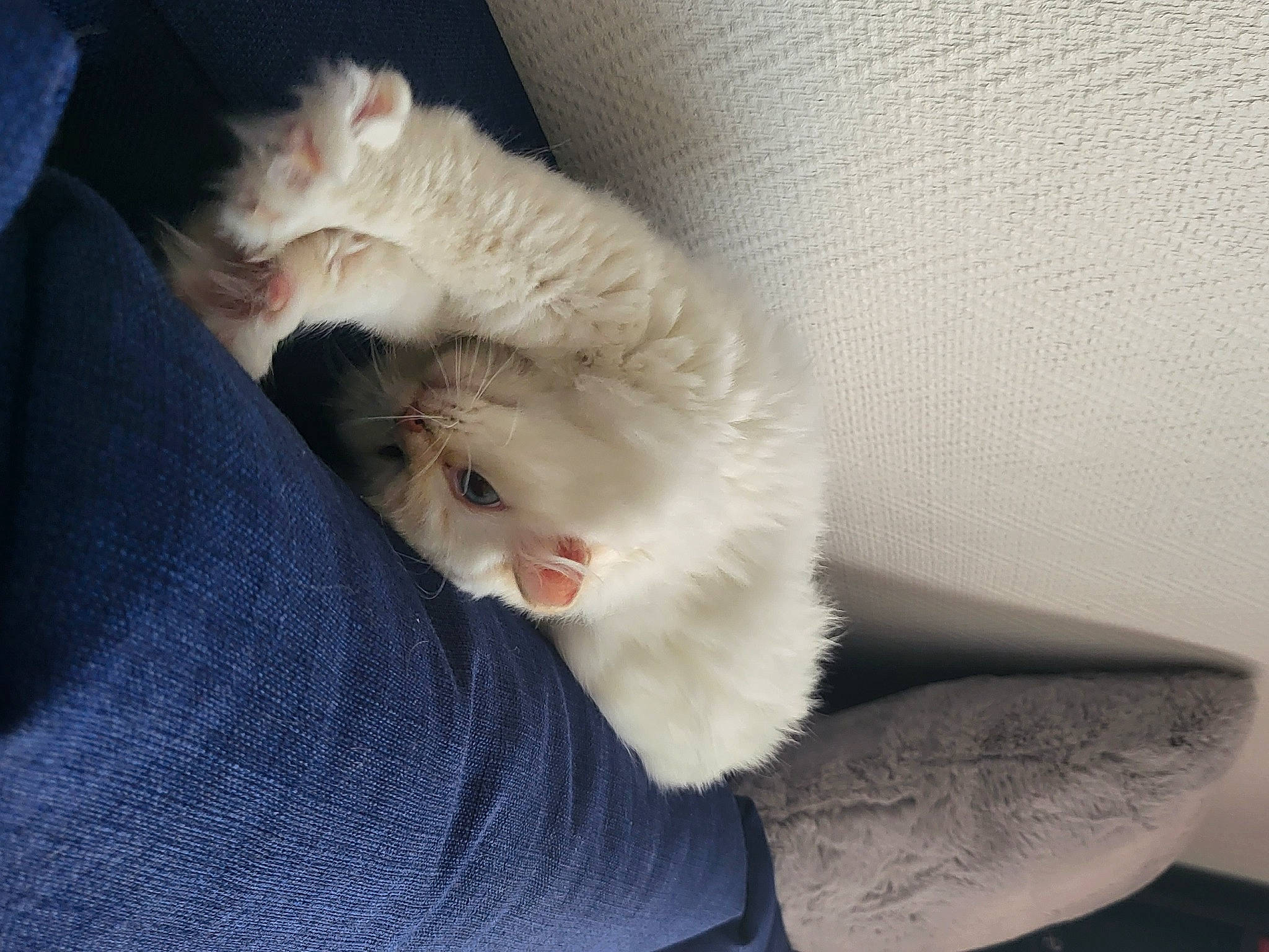 Lily participe au concours pour gagner de l'argent avec cette photo : carnivore, cat, claw, comfort, domestic_short_haired_cat, eye, fawn, felidae, foot, fur, human_leg, lap, nap, paw, sitting, small_to_medium_sized_cats, snout, tail, whiskers, wool