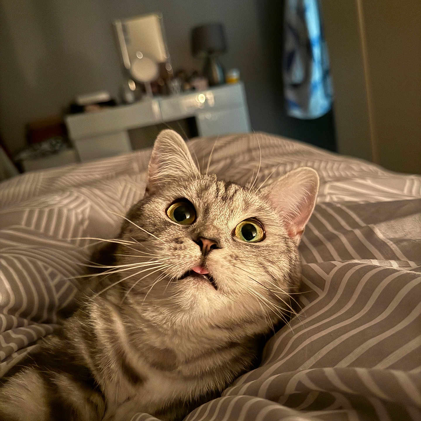 Tilly is registered to the contest to win money with this photo: abyssinian, animal, bed, bedroom, blanket, cat, computerhardware, couch, electronics, furniture, hardware, homedecor, indoors, kitten, linen, manx, monitor, pet, room, screen