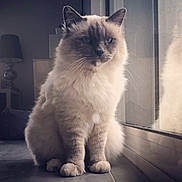 Mango a rejoint le concours — aidez-le/la à gagner de superbes lots ! angora, animal, cat, chair, furniture, kitten, lamp, lampshade, lighting, manx, pet, siamese, tablelamp, white