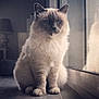 angora, animal, cat, chair, furniture, kitten, lamp, lampshade, lighting, manx, pet, siamese, tablelamp, white