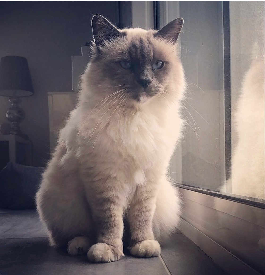 Mango a rejoint le concours — aidez-le/la à gagner de superbes lots ! angora, animal, cat, chair, furniture, kitten, lamp, lampshade, lighting, manx, pet, siamese, tablelamp, white