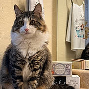 Sky is registered to the contest to win money with this photo: cat, tabby, white_paws, bathroom, sink, counter, mirror, towel_ring, towel, reflection, pet, feline, indoor, fur, whiskers, curious, sitting, domestic_animal, household, closeup