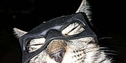 Tigger is registered to the contest to win money with this photo: cat, mask, animal, pet, fur, closeup, face, whiskers, nose, ears, sleepy, hand, thumb, domestic_cat, portrait, indoor, cute, funny, black_mask, relaxed