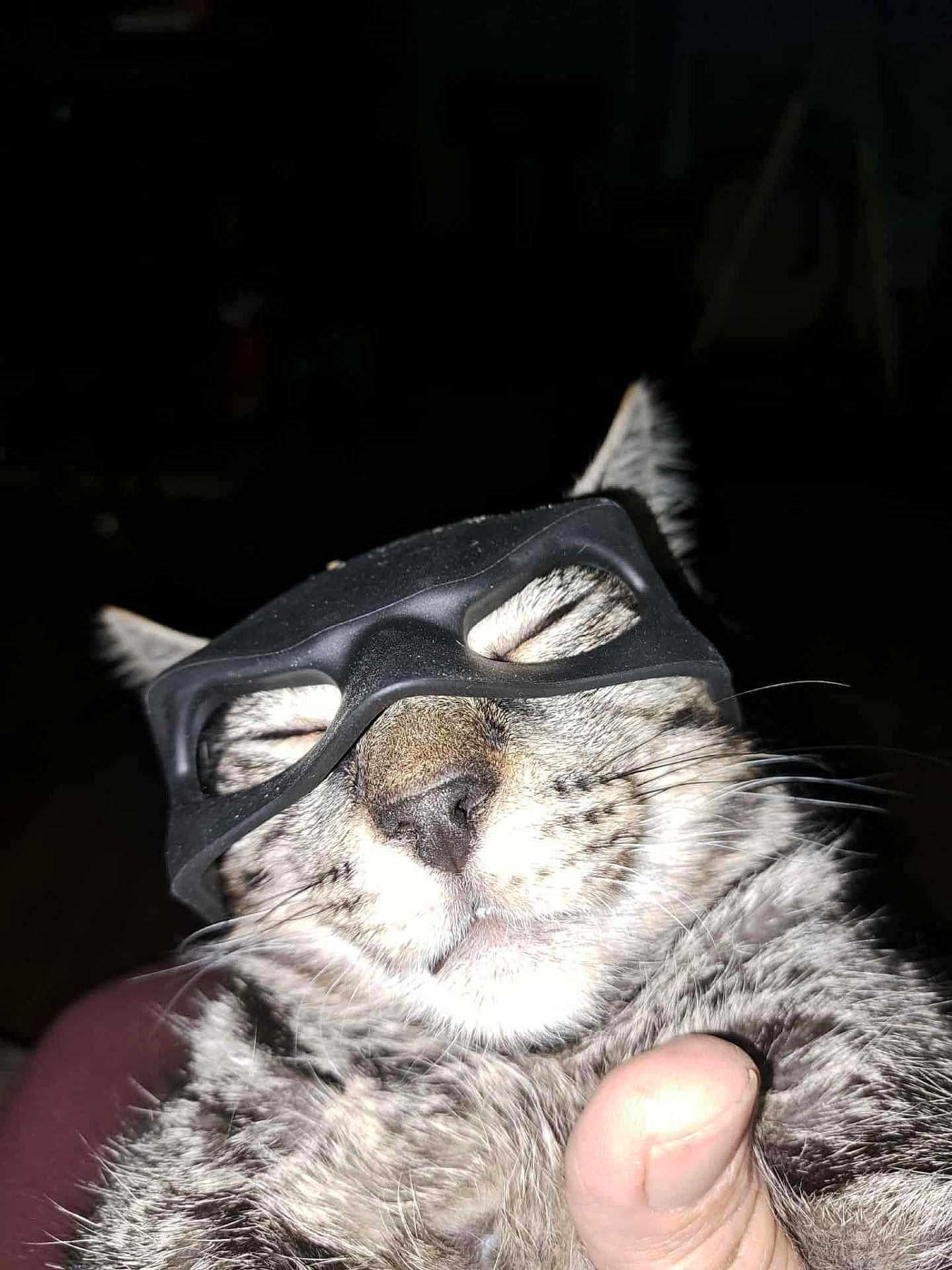 Tigger is registered to the contest to win money with this photo: cat, mask, animal, pet, fur, closeup, face, whiskers, nose, ears, sleepy, hand, thumb, domestic_cat, portrait, indoor, cute, funny, black_mask, relaxed