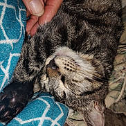 Tigger joined the competition — help win amazing prizes! cat, tabby, sleeping, hand, blanket, blue, paw, fur, whiskers, cozy, indoor, pet, relaxed, closeup, animal, comfort, resting, cute, domestic_cat, feline