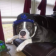 Hulk joined the competition — help win amazing prizes! dog, cap, leather_couch, window, curtains, blinds, tiled_floor, turtle_figurine, indoor, pet, animal, resting, brown_leather, gray_dog, white_paws, headwear, calm, looking_at_camera, houseplant, decor