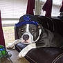 dog, cap, leather_couch, window, curtains, blinds, tiled_floor, turtle_figurine, indoor, pet, animal, resting, brown_leather, gray_dog, white_paws, headwear, calm, looking_at_camera, houseplant, decor