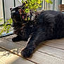 animal, black_cat, cat, close_up, curious, daylight, domestic_cat, feline, flowering_plant, fluffy, greenery, nature, outdoor, pet, plant, relaxed, resting, shadow, sunlight, wooden_deck
