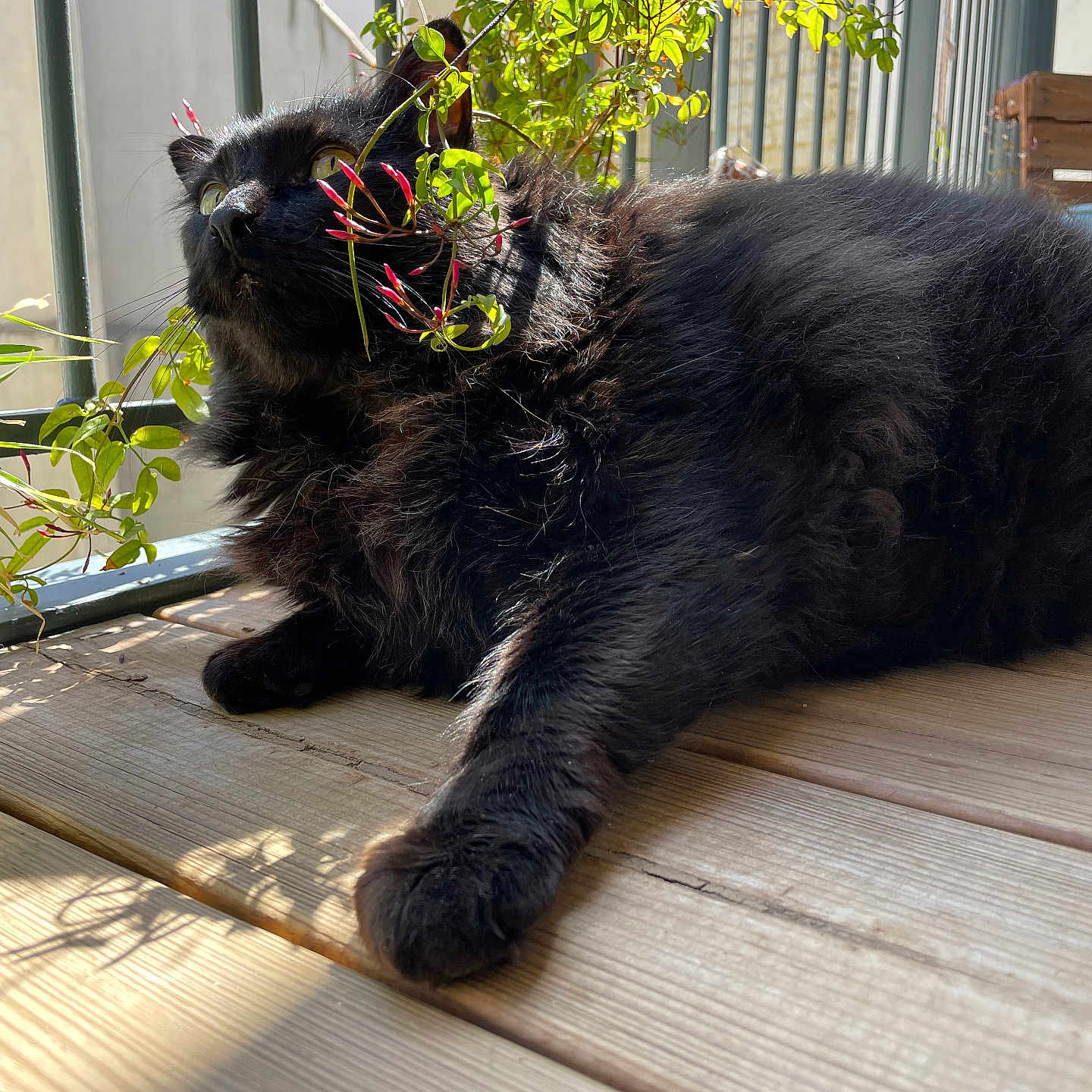 Camboui a rejoint le concours — aidez-le/la à gagner de superbes lots ! animal, black_cat, cat, close_up, curious, daylight, domestic_cat, feline, flowering_plant, fluffy, greenery, nature, outdoor, pet, plant, relaxed, resting, shadow, sunlight, wooden_deck