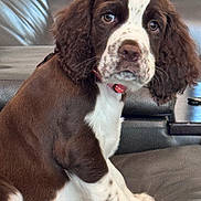 Crunch is registered to the contest to win money with this photo: puppy, dog, brown, white, leather_couch, indoor, pet, sitting, curious, young, fur, closeup, adorable, animal, domestic_animal, canine, companion, cute, face, collar