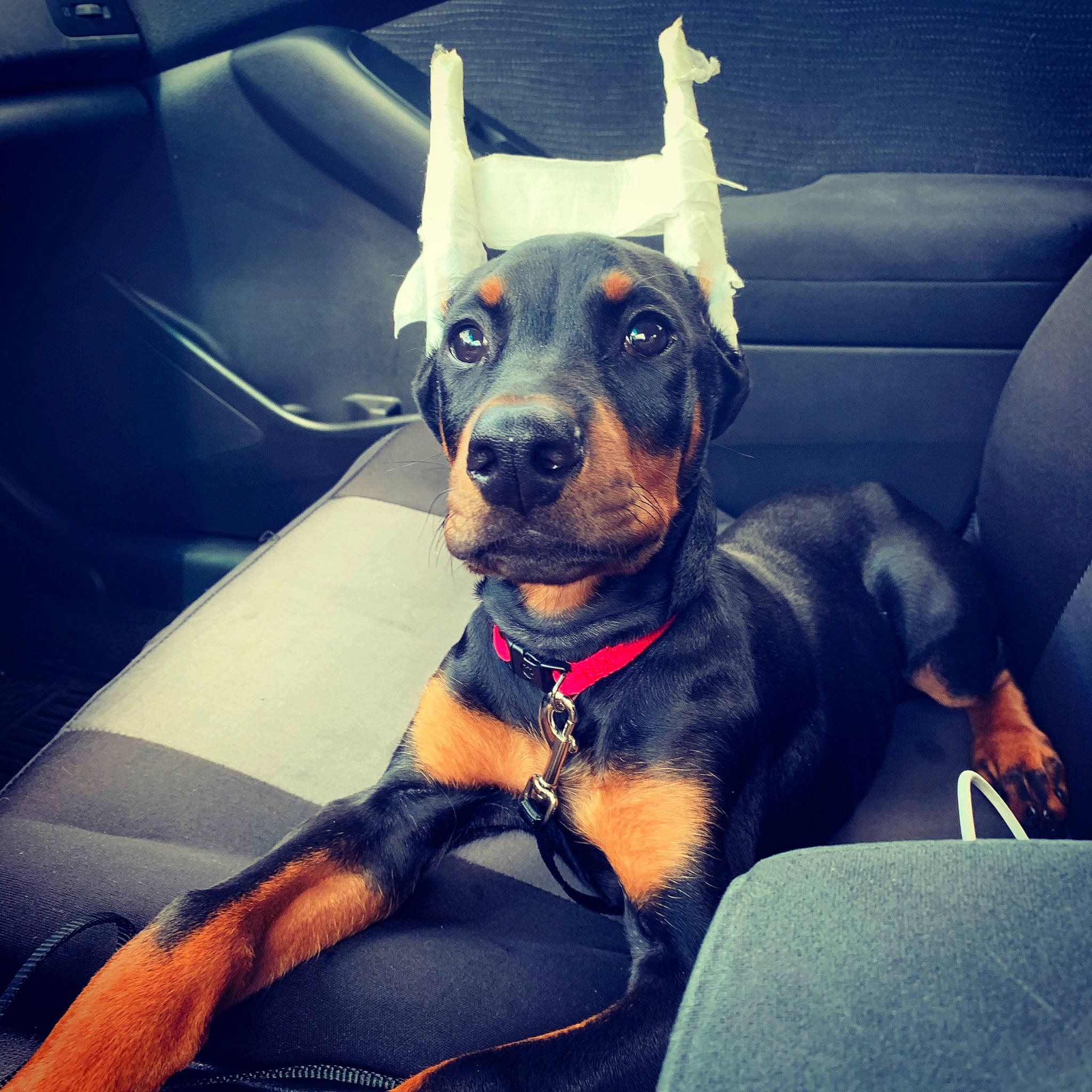 Draco is registered to the contest to win money with this photo: black_and_tan_terrier, canidae, carnivore, collar, cool, dobermann, dog, dog_breed, dog_collar, ear, german_pinscher, guard_dog, mammal, manchester_terrier, miniature_pinscher, pinscher, snout, toy_dog, vertebrate, working_dog