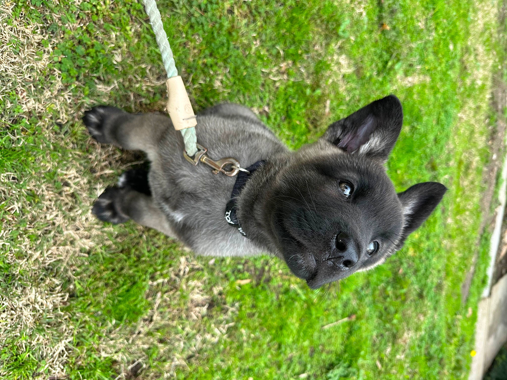 Kuma joined the competition — help win amazing prizes! canidae, carnivore, dog, dog_breed, fur, grass, koala, non_sporting_group, plant, sporting_group, tail, terrestrial_animal, working_animal